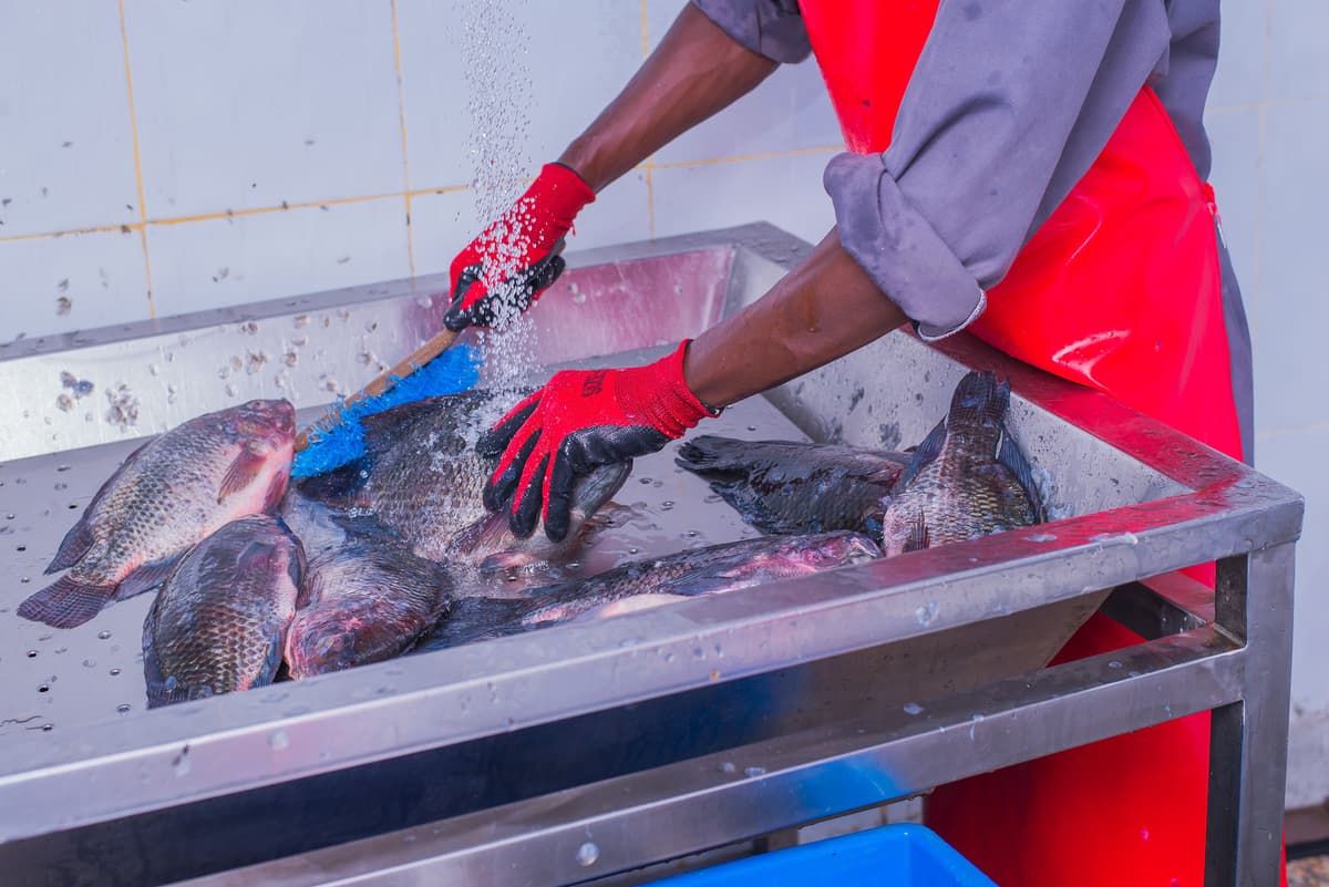 Fish processing facility