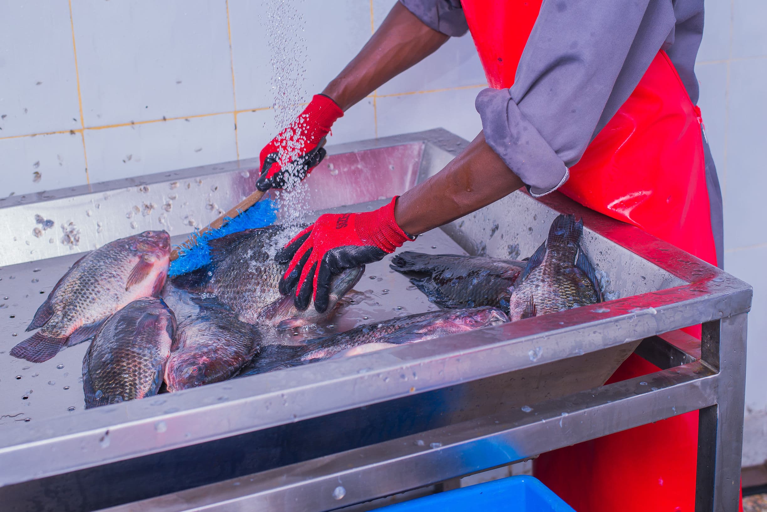 CoolCatch solution - aquaculture value chain