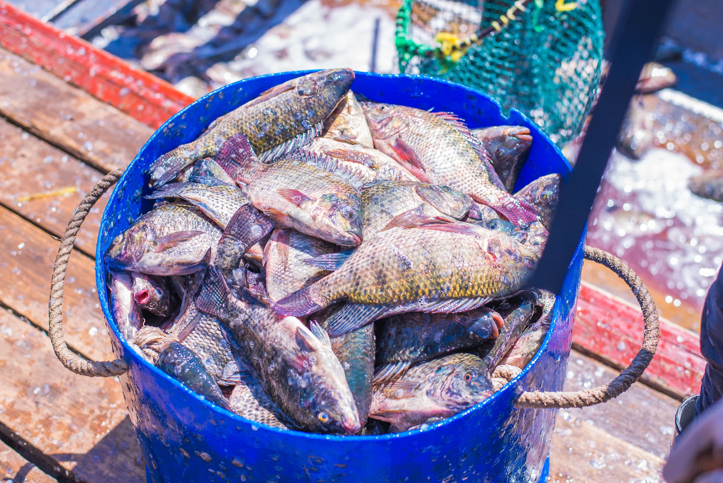 Traditional unstructured fish market