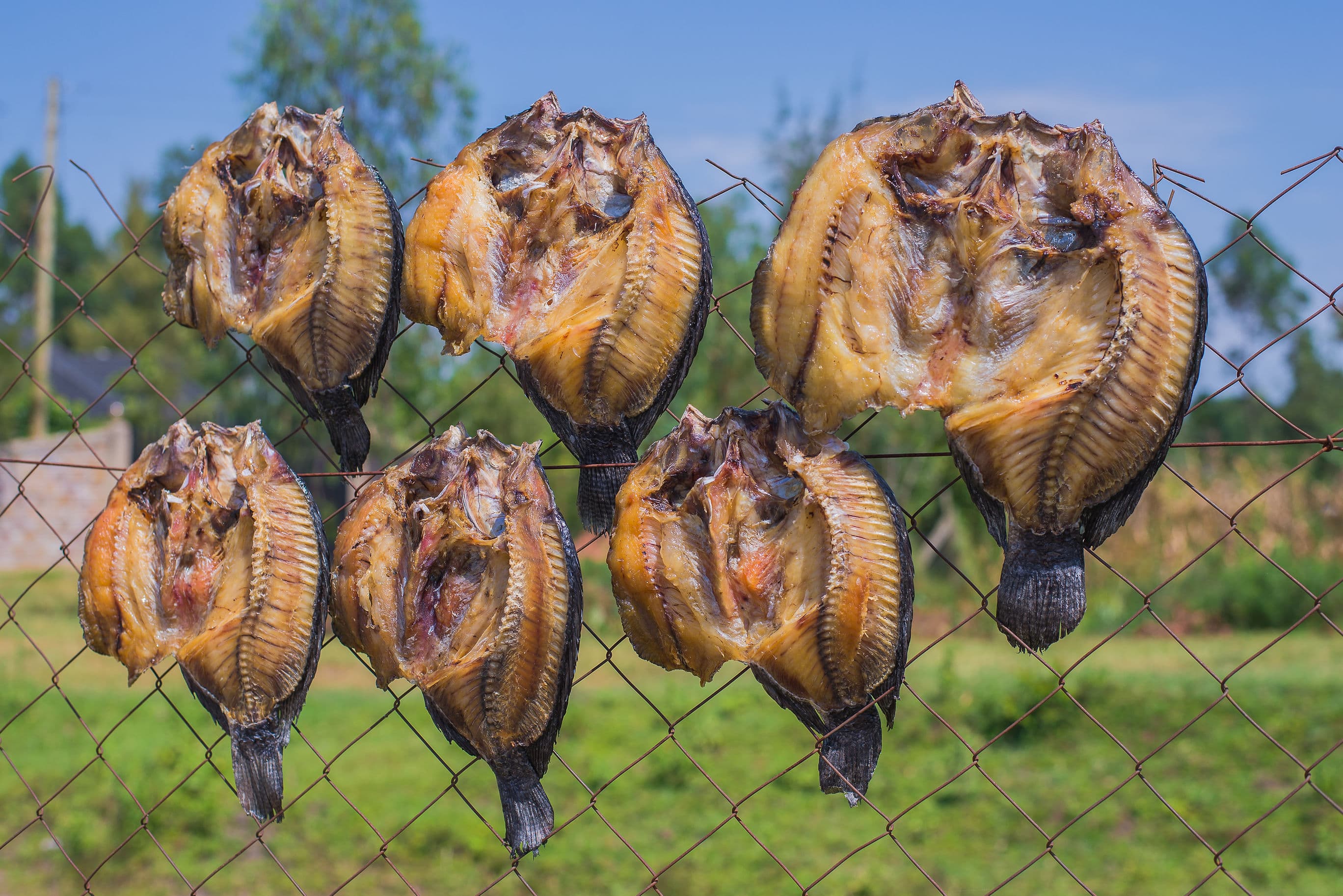 Dried Tilapia