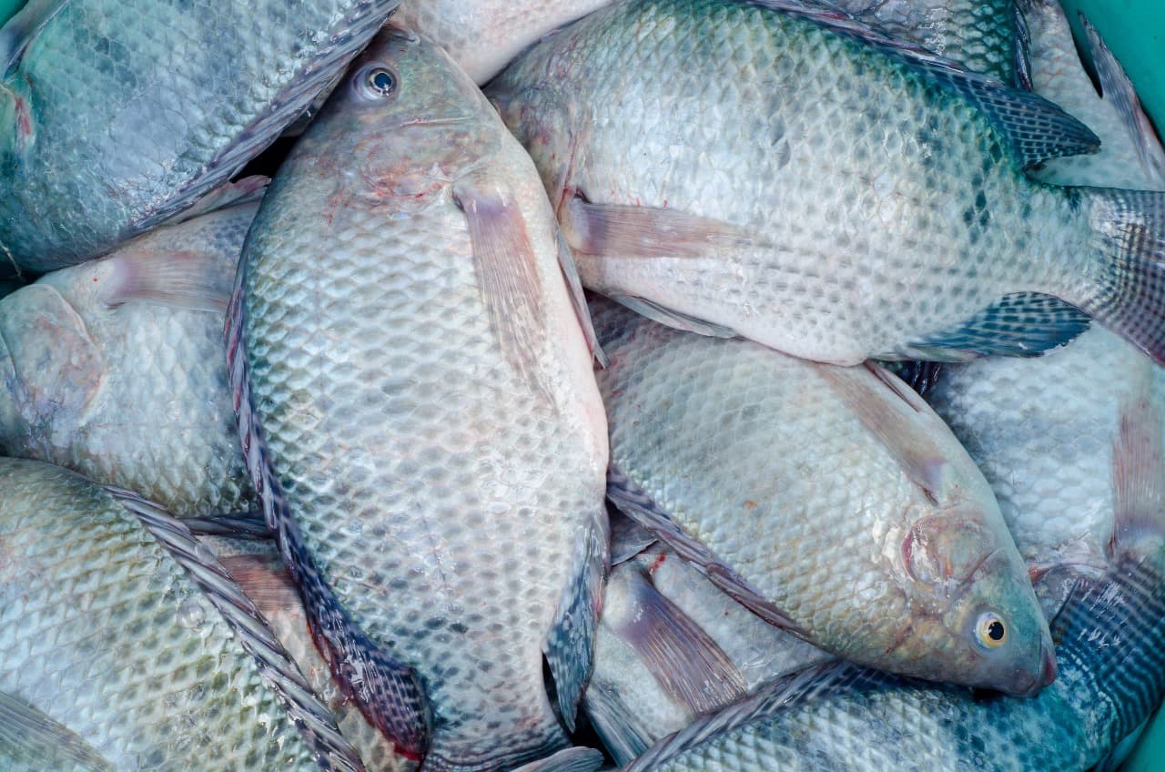 Ungutted whole tilapia
